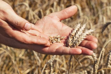 Сев зерновых в России к маю увеличился более чем вдвое
